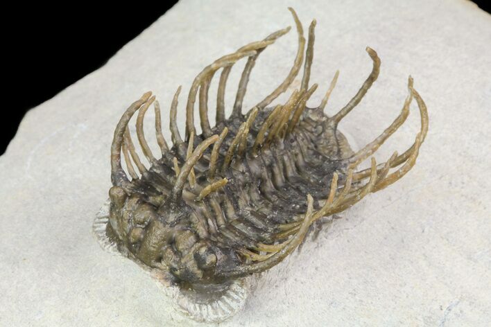 Spiny Koneprusia Trilobite - Foum Zguid, Morocco #74158